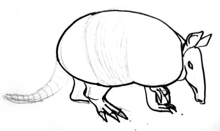 450x267 How To Draw An Armadillo