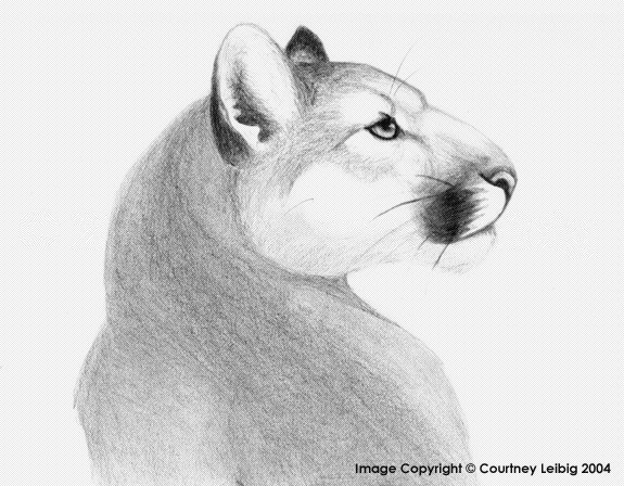 Nittany Lion Drawing at GetDrawings | Free download