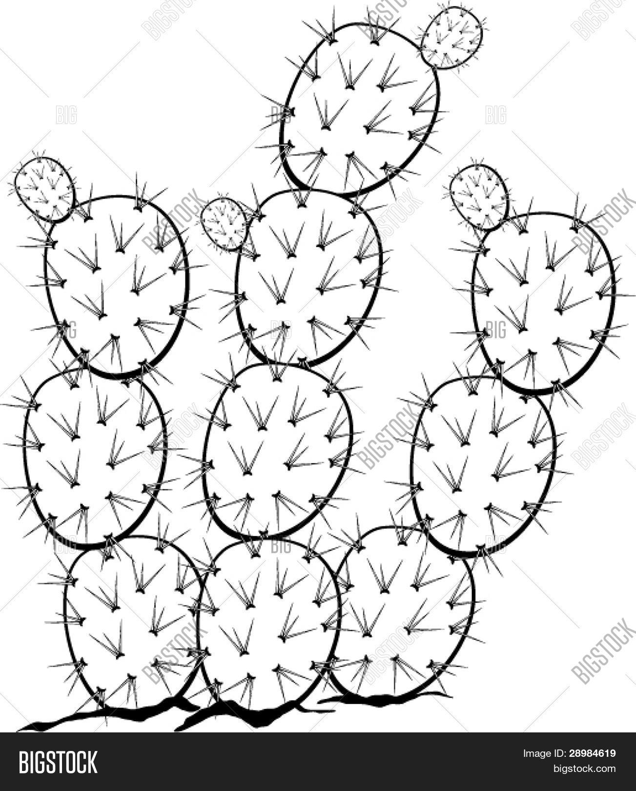 1303x1620 Prickly Pear Nopal Plant Vector Amp Photo Bigstock