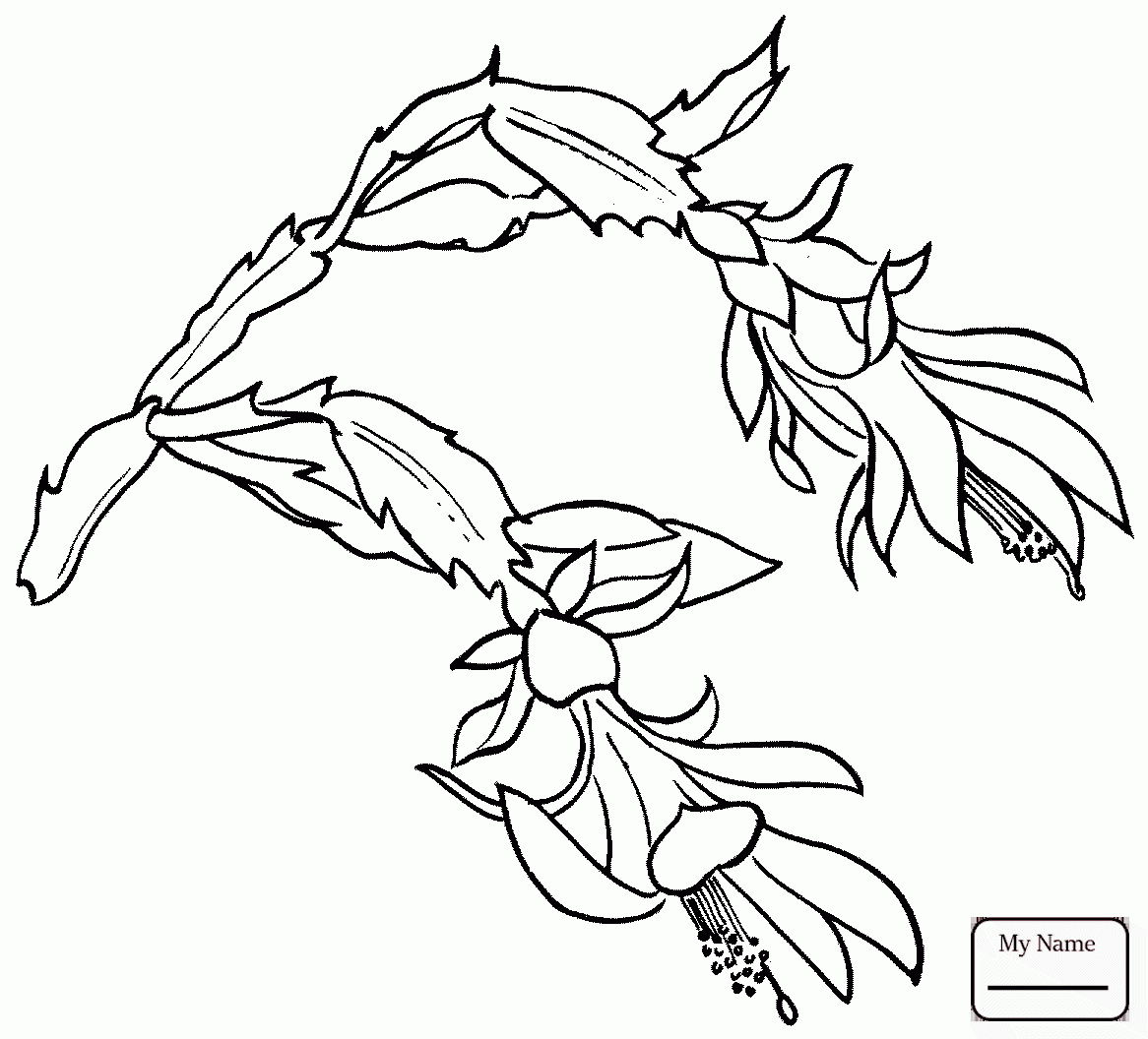 1166x1056 Coloring Pages Opuntia Nopal Or Prickly Pear Cactus Flowers Cactus