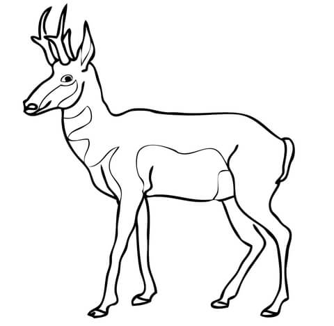 480x468 Pronghorn North American Antelope Coloring Page Free Printable