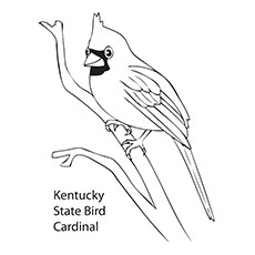 Northern Cardinal Drawing