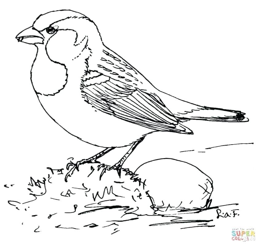 852x806 Cardinal Coloring Pages