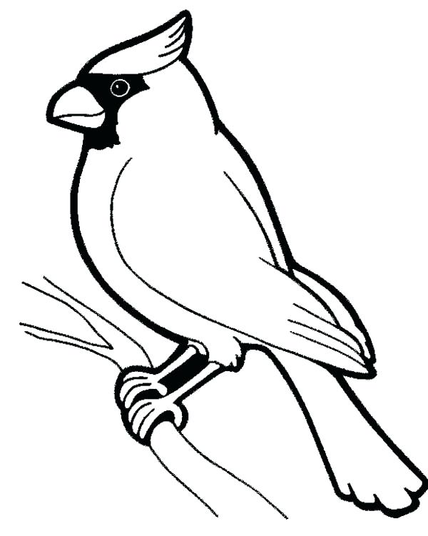 600x751 Daring Cardinal Coloring Page Pages Bird Male