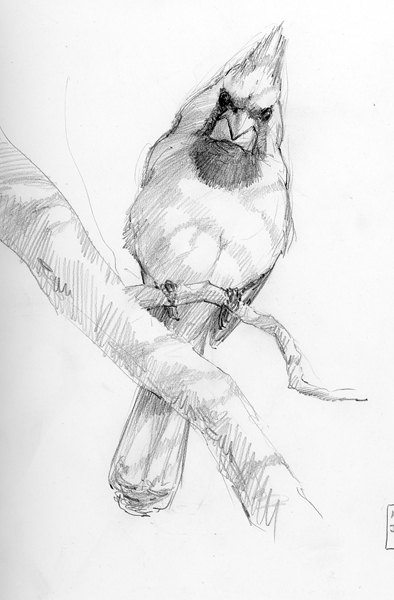 394x600 5 Steps To Better Bird Drawing Drawing The Motmot