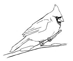 236x197 Learn How To Draw A Northern Cardinal (Birds) Step By Step