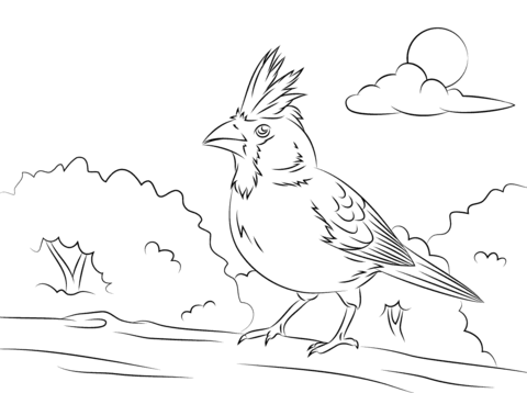 480x358 Perched Northern Cardinal Coloring Page Free Printable Coloring