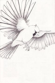 236x355 Two Red Cardinals Coloring Page From Northern Cardinal Category
