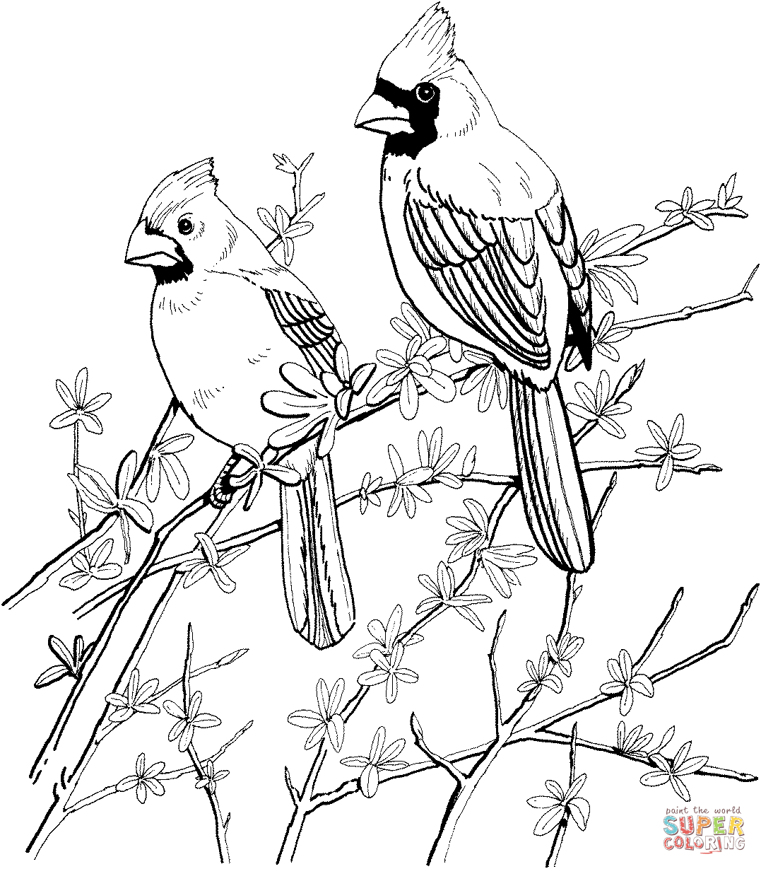 1077x1229 Httpcolorings.cocardinal Coloring Pages