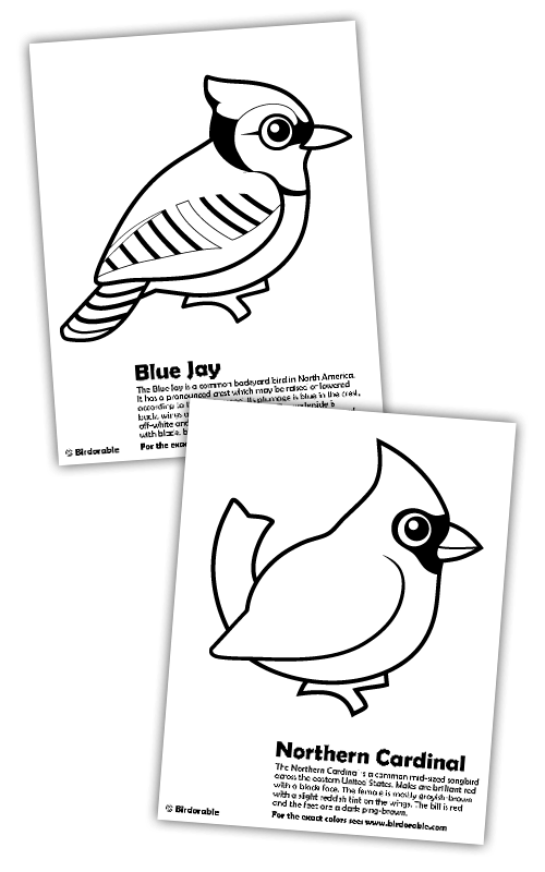 500x800 Blue Jay And Cardinal Coloring Pages In Free Downloads, Coloring Pages