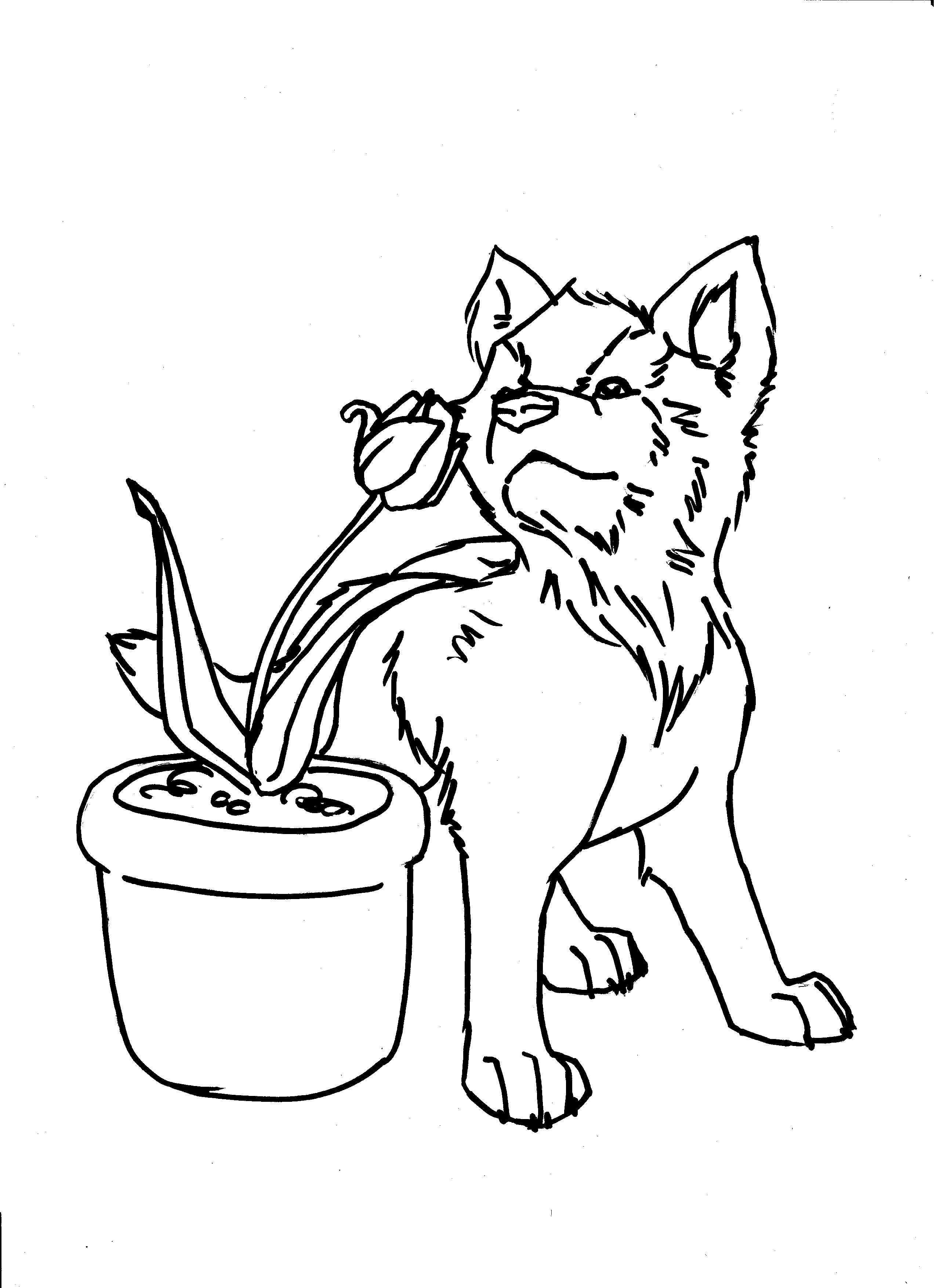 2550x3507 Pictures Of Northern Lights