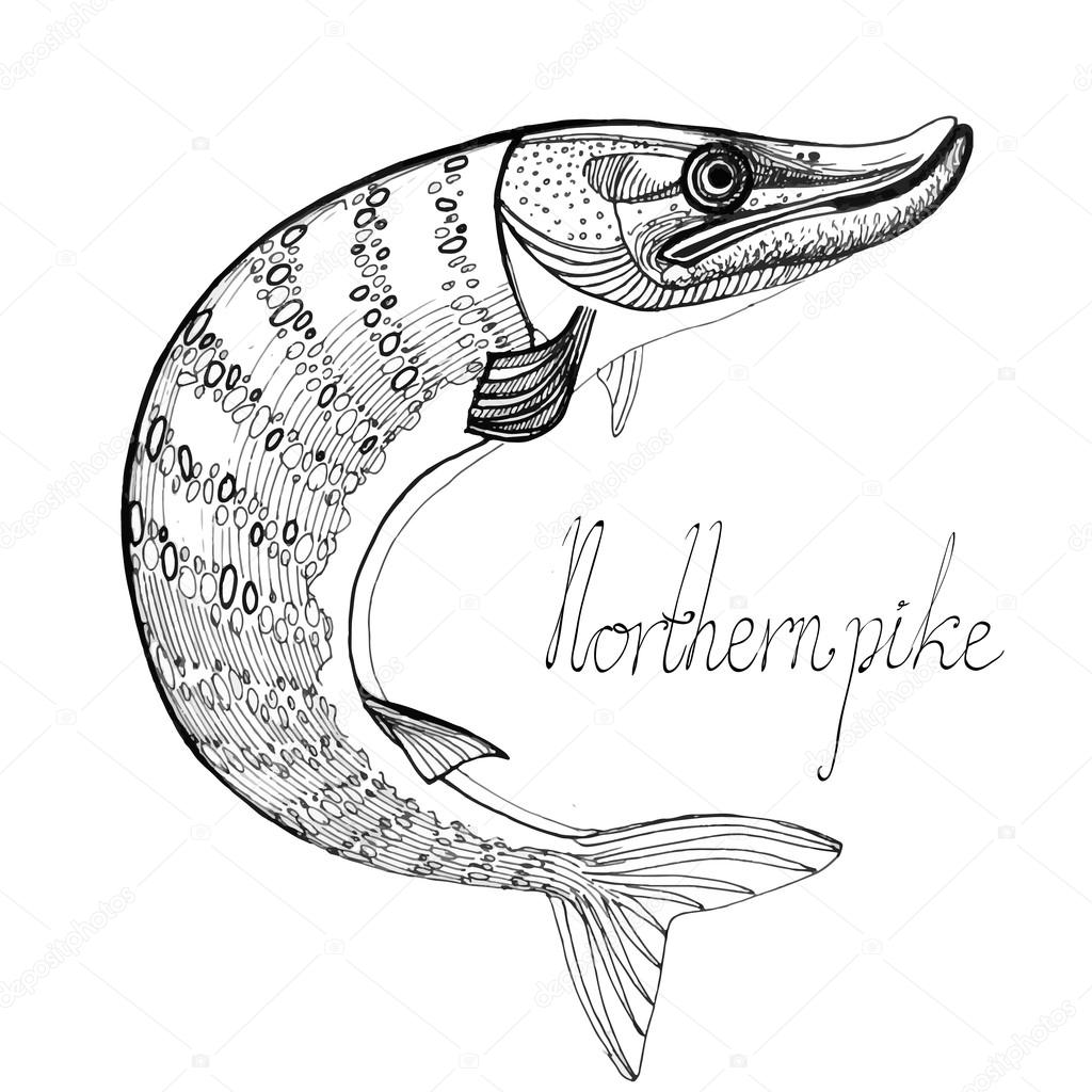 1024x1024 Hand Drawn Northern Pike Stock Vector Gingerkatya