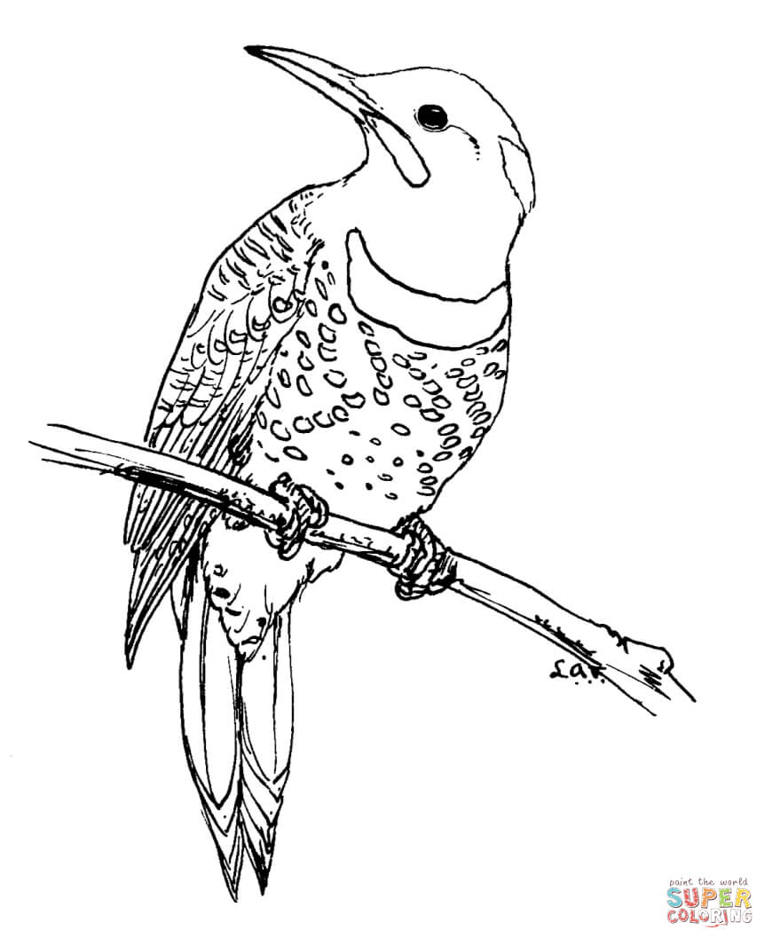 870x1066 Northern Flicker Coloring Page Free Printable Coloring Pages