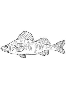 236x314 Smallmouth Bass.png Embroidery Embroidery