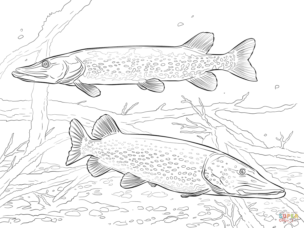 1199x899 Two Northern Pikes Coloring Page Free Printable Coloring Pages
