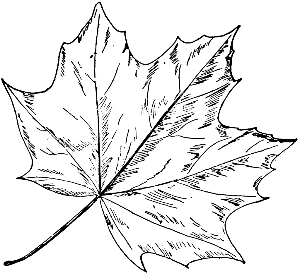1024x943 Maple Tree Leaves Norway Maple Clipart Etc Digital Stamps