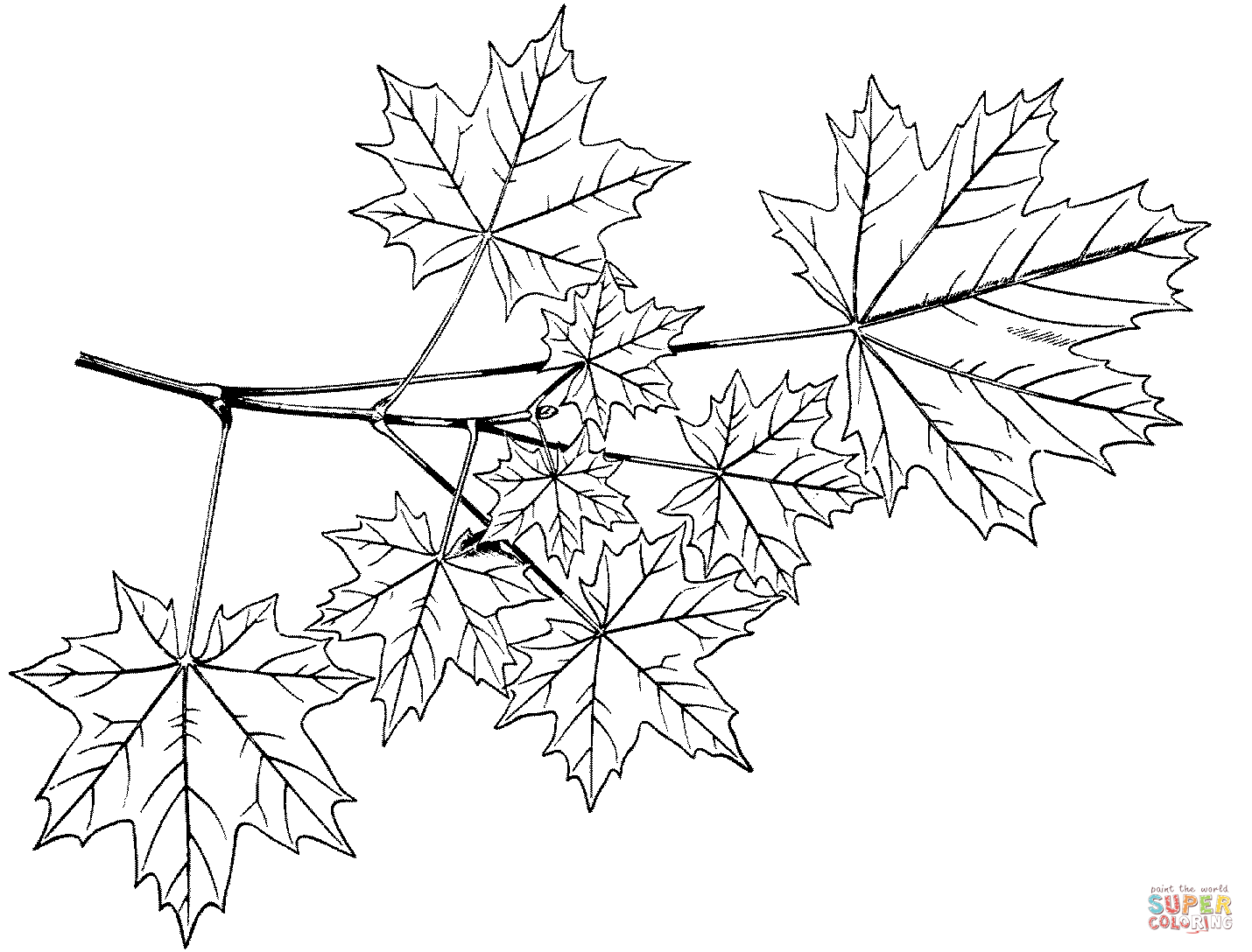 1430x1088 Norway Maple Branchlet Coloring Page Free Printable Coloring Pages