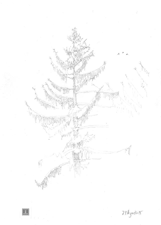 644x900 Norway Spruce With Birds Drawing By Tim Walsh