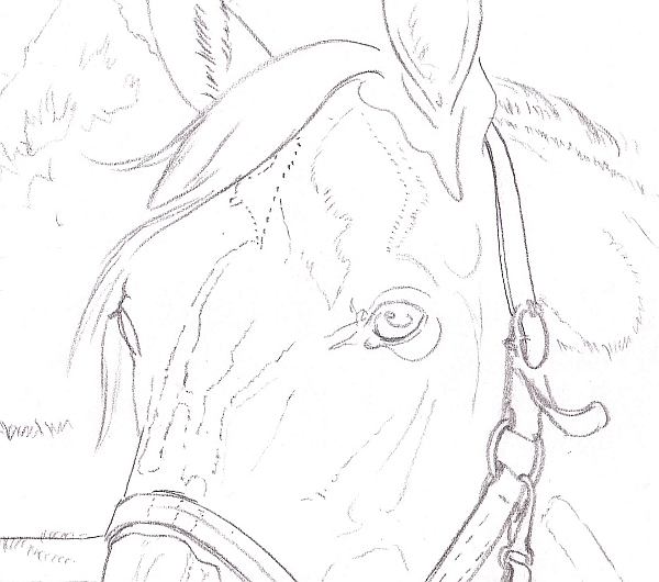 600x530 How To Draw A Horse Using A Grid