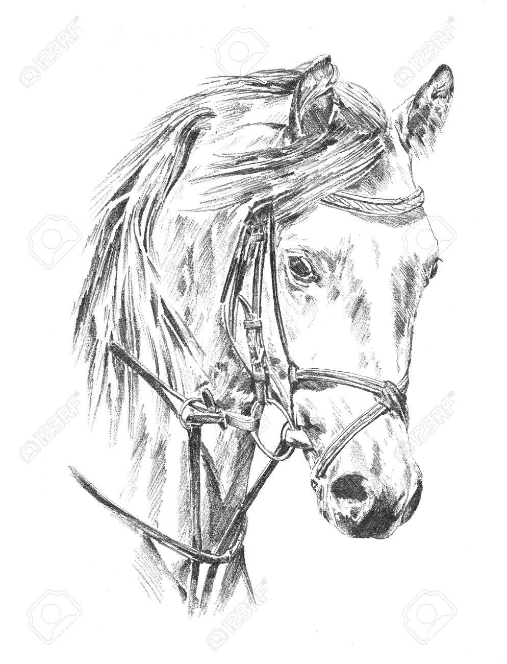 994x1300 Freehand Horse Head Pencil Drawing Stock Photo, Picture