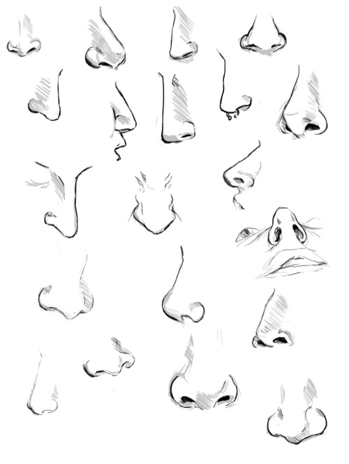 Types Of Noses Drawing at GetDrawings | Free download