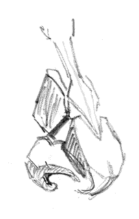 203x318 Noses Modified Contour