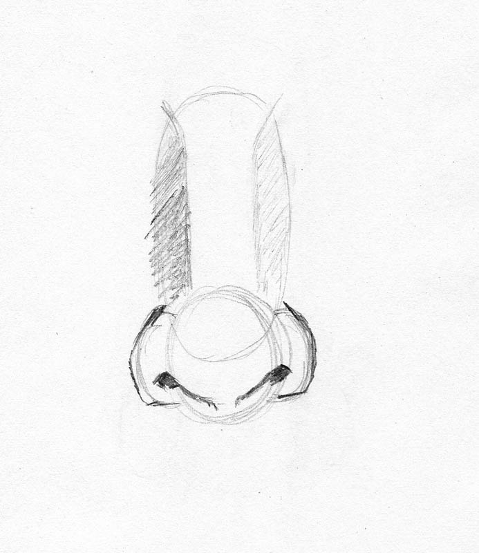 693x800 Tutorial For Drawing A Nose Let's Draw People