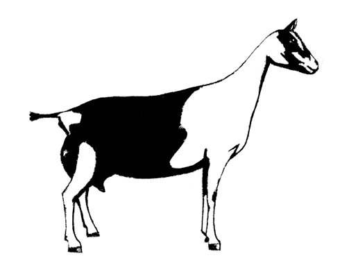 490x382 Dairy Goat Silhouette Vector