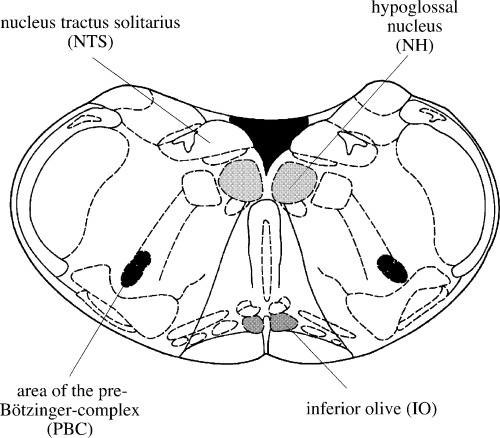 500x438 Identification Of Different Brainstem Nuclei In The Acute Slice