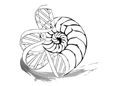 400x300 Nautilus To Nucleus Logo Energy Within Nautilus