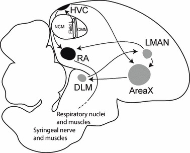 378x304 Schematic Drawing Of A Sagittal Section Of An Adult Male Zebra