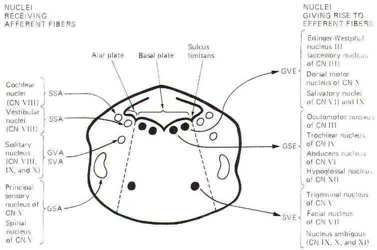 755x501 The Brain Stem