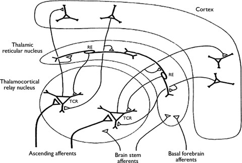 480x325 This Schematic Drawing Illustrates Corticothalamic Networks. Note