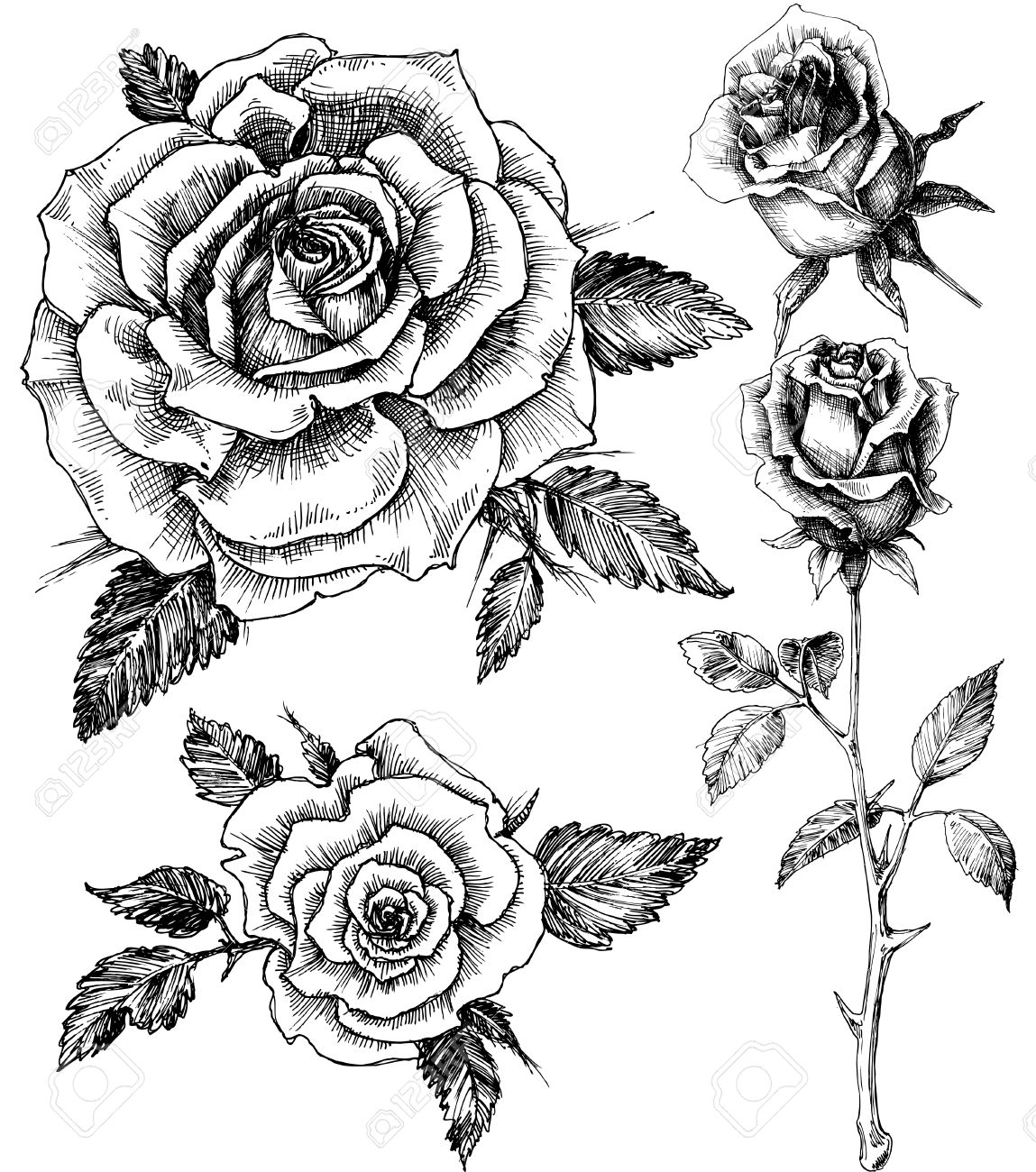 1149x1300 Coloring Pages Cool Drawn Rose Number Black And White 20