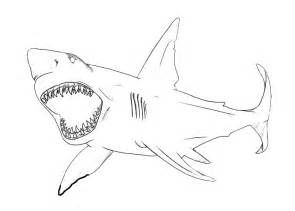 Nurse Shark Drawing