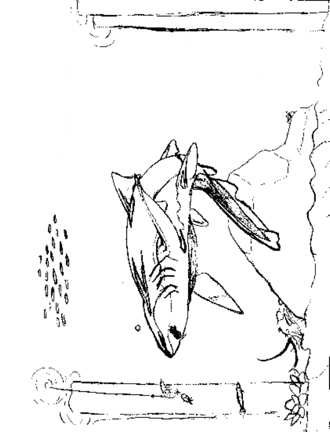 650x850 Nurse Shark Coloring Page