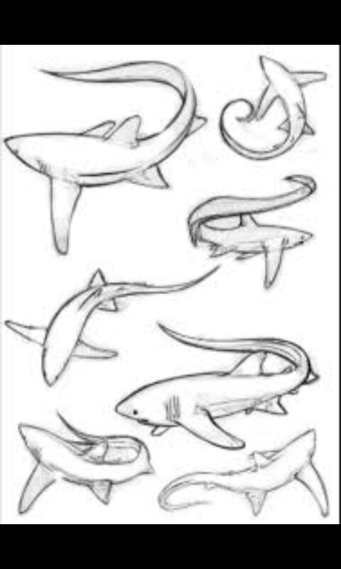 480x800 Shark Tattoo Ideas. I Think I'D Like One In A Plain Black Outline