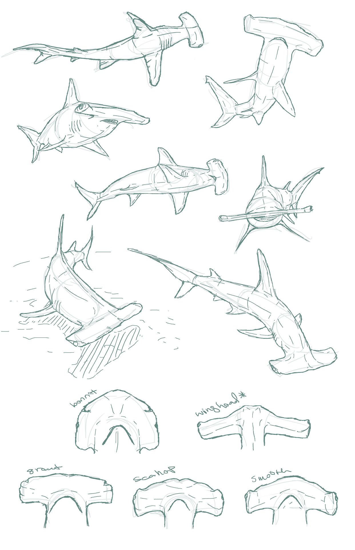 1242x1920 Edemoss Hammerhead Sketches I Did For A Piece Shark