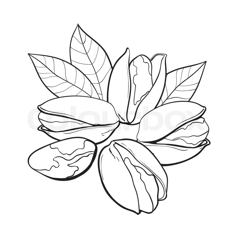 800x800 Group Of Black And White Pistachio Nuts, Shelled And Unshelled