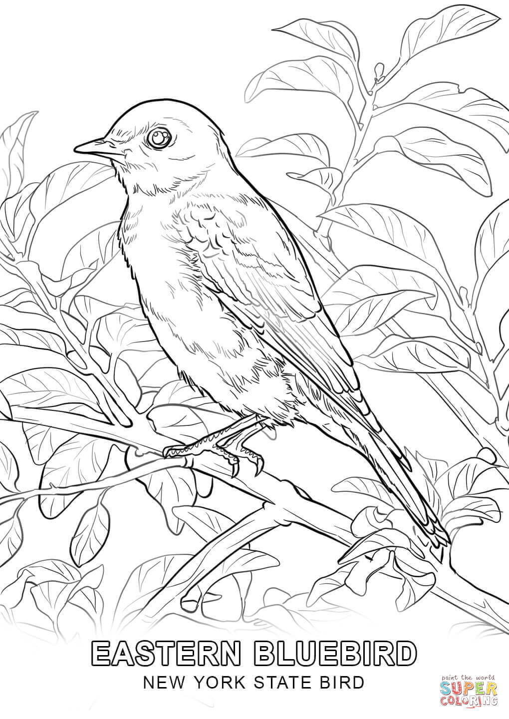 1020x1440 New York State Bird Coloring Page Free Printable Coloring Pages