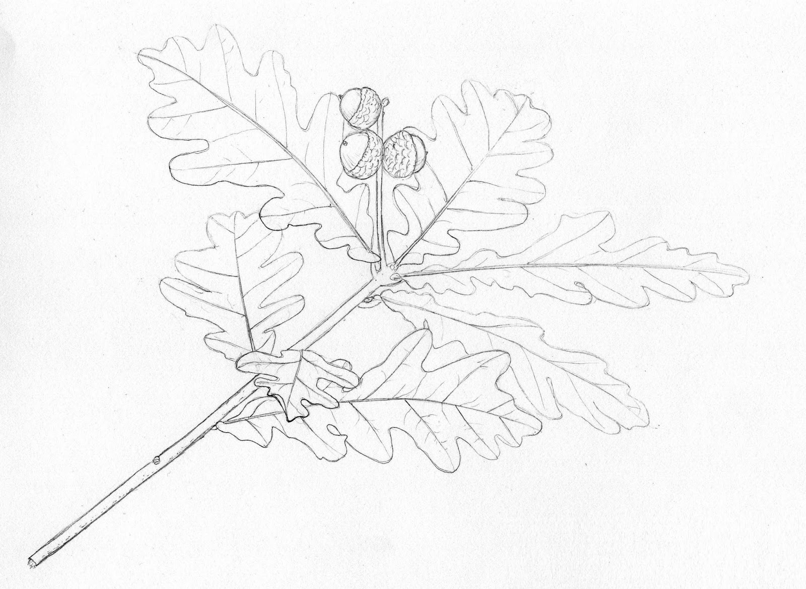 1600x1169 Drawings Of Botanical Things Pedunculate Oak
