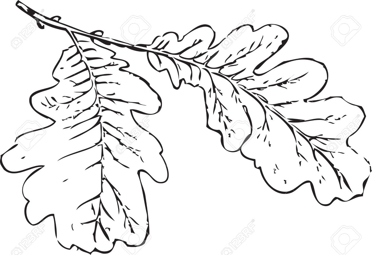 1300x891 Tree Branch Oak Leaves Tree Schedule Drawing Sketch Image