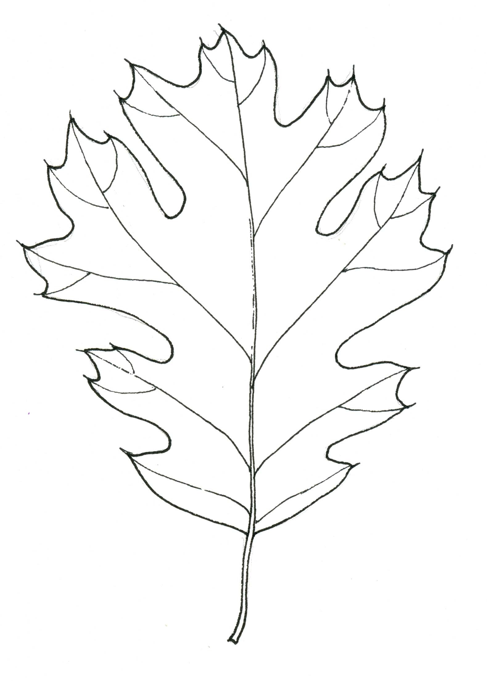1579x2209 Black Oak Leaf Stippleboard 4