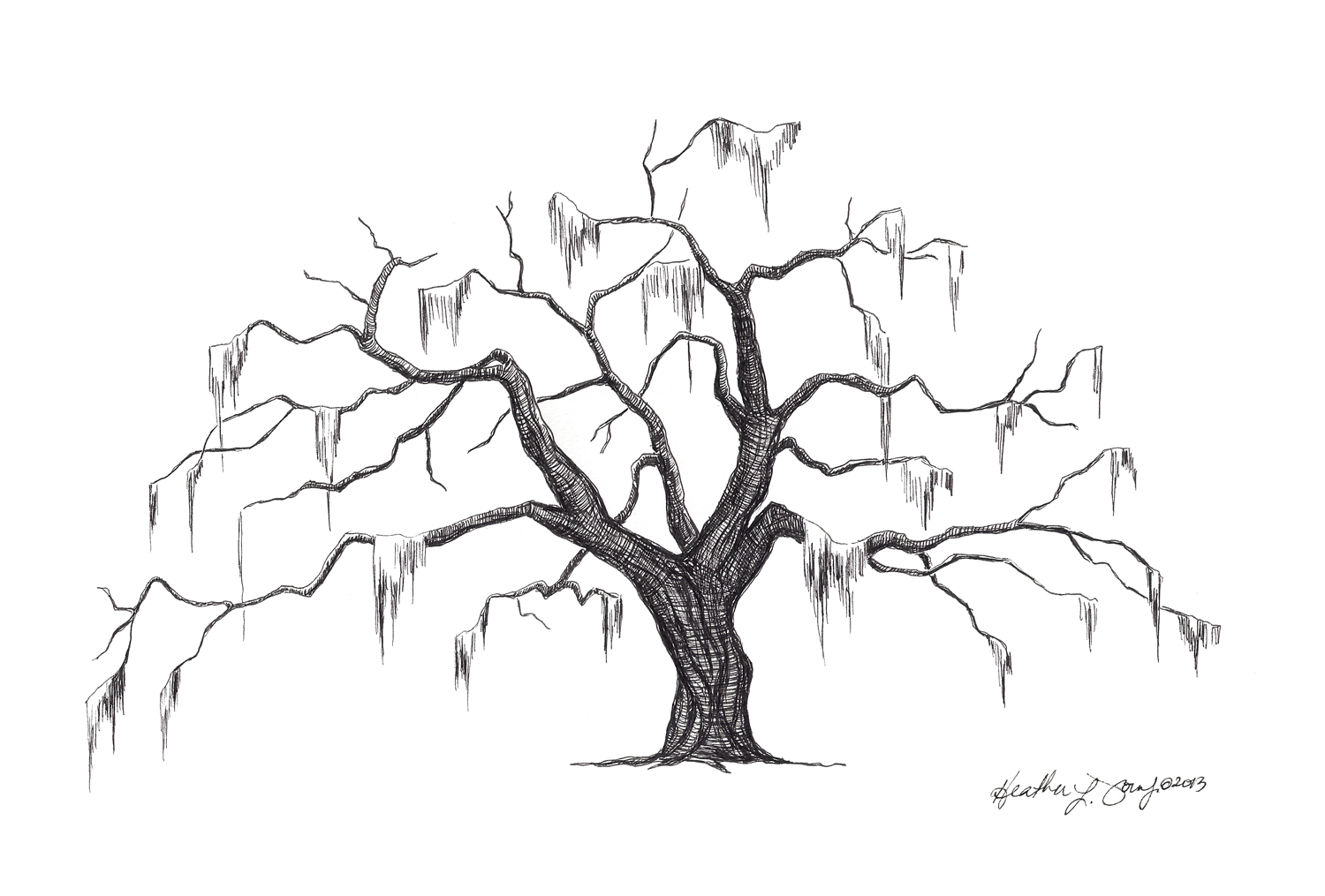 1500x1015 Southern Live Oak Drawing