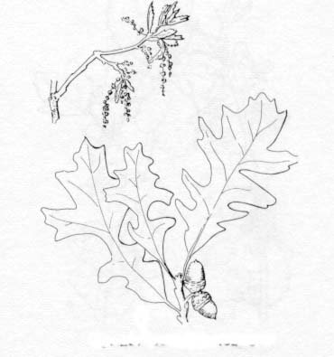 370x395 Tattoo Parlors In Baltimore Oak Leaf Drawing