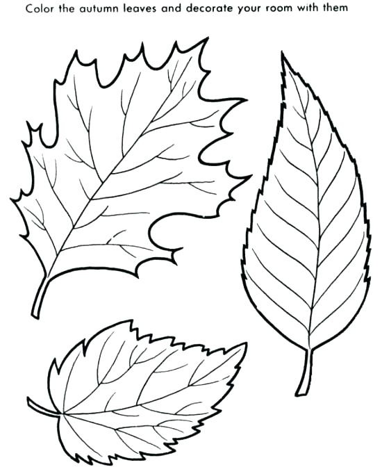550x672 Oak Leaf Coloring Page Oak Leaf Coloring Page Leaves Coloring