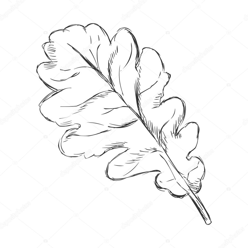 Oak Leaf Drawing at GetDrawings | Free download