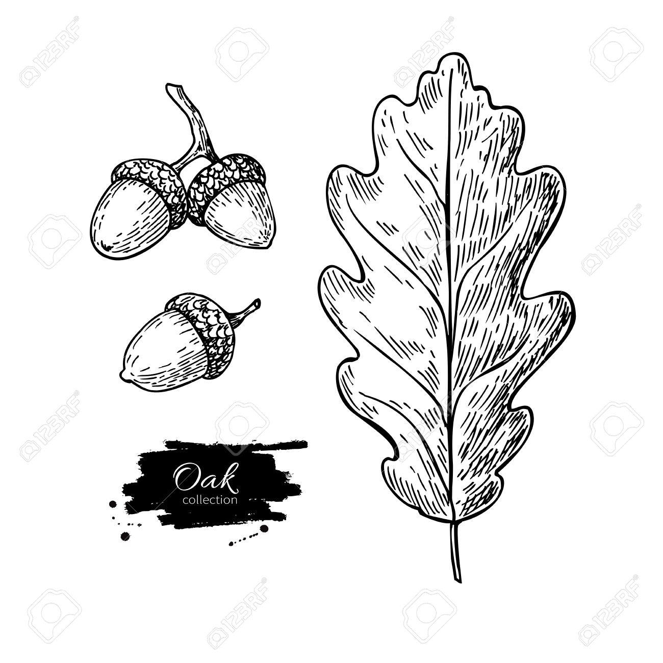1300x1300 Vector Oak Leaf And Acorn Drawing Set. Autumn Elements. Hand