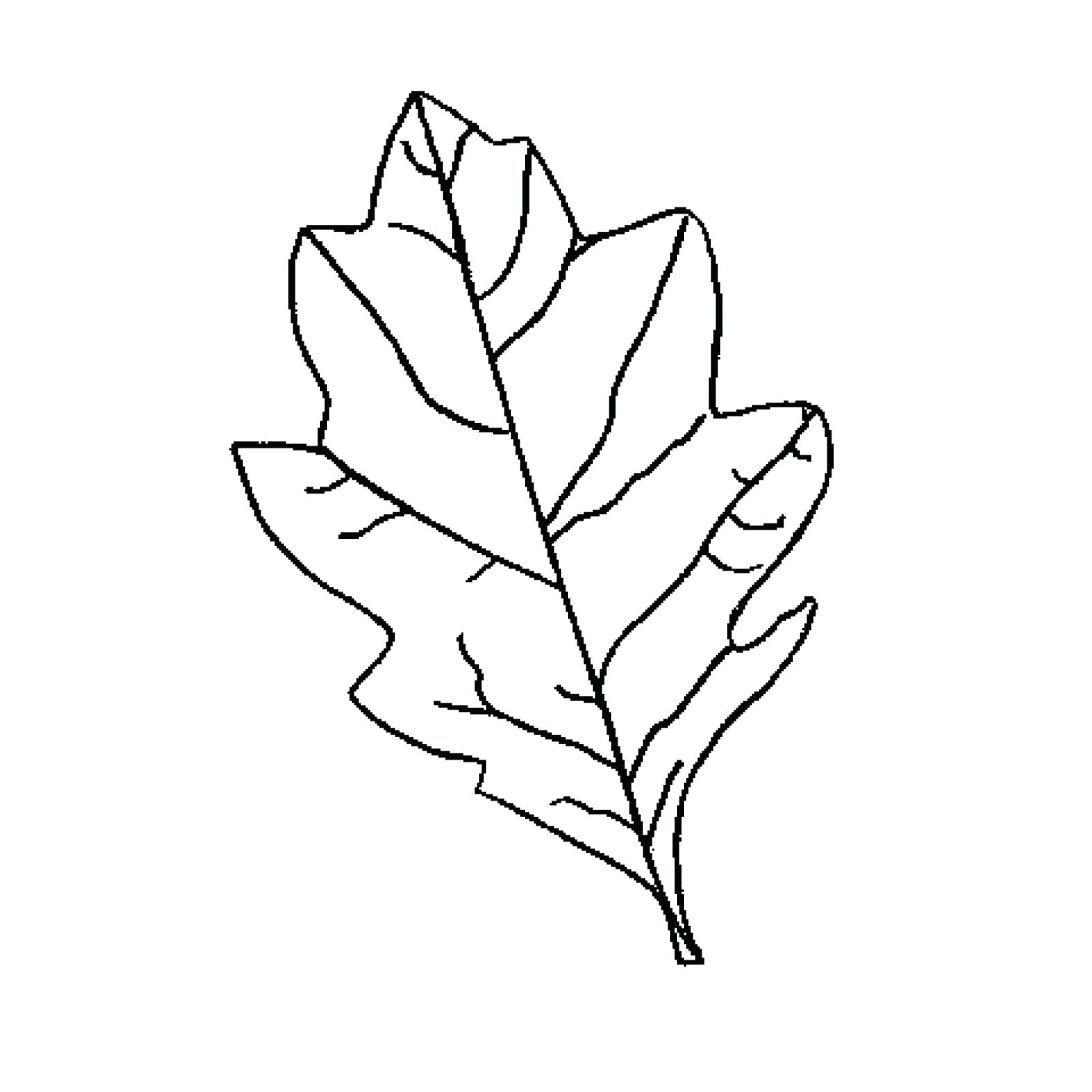 1600x1600 Leaf Template With Writing Lines Oak Leaf Template