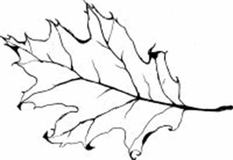 800x552 Oak Leaf Outline Clip Art